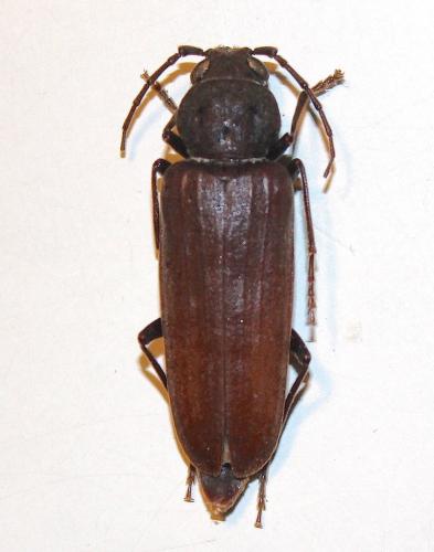 Arhopalus ferus